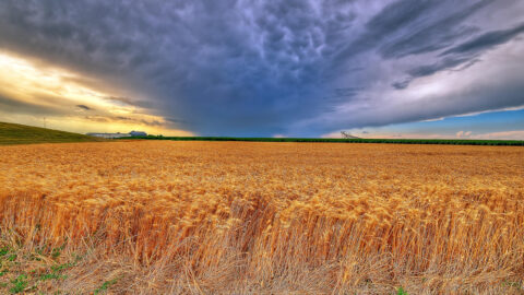 Рекомендации НИИ «Селекция» г. Бельцы по формированию урожая озимых зерновых культур.