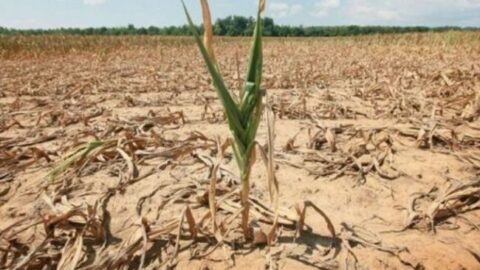 Пострадавшие от засухи 2020 года сельскохозяйственные производители получат около 18,5 литров дизельного топлива на гектар.