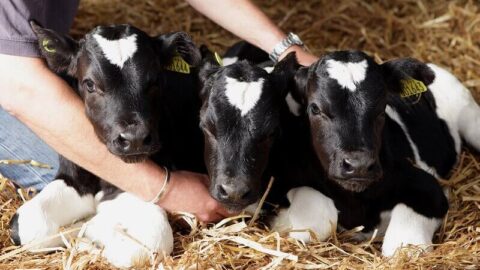 Правительство предоставит прямые выплаты за поголовье для поддержки животноводов.