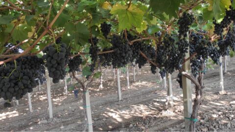 Выращивание столового винограда по системе PERGOLA