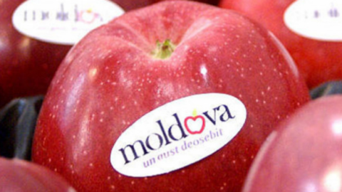 Эволюция рынка свежего яблока в перспективе для производителей фруктов из Молдовы.