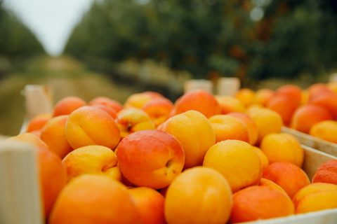 Актуализирован справочник с рекомендациями по выращиванию абрикосов.