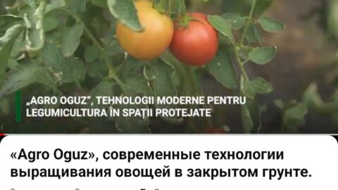 Современные технологии выращивания овощей в закрытом грунте.
