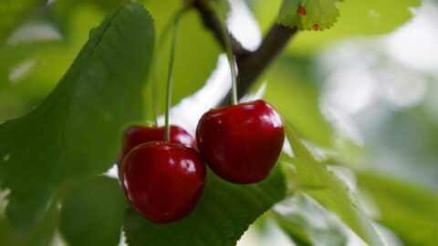 Выращивание черешни: качество посадочного материала, сорта и технологические операции в осенний период в насаждениях.