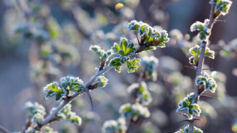 ❄️ Поздние заморозки снова испытывают сельское хозяйство региона